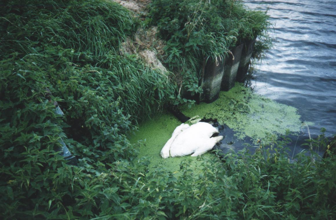 Dead Swan at Four Mile Bar Bridge