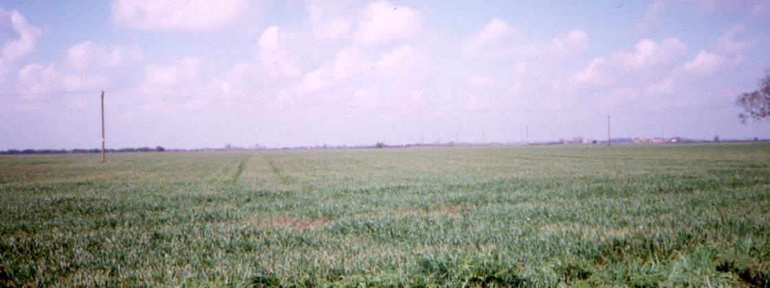 Whaplode Fen