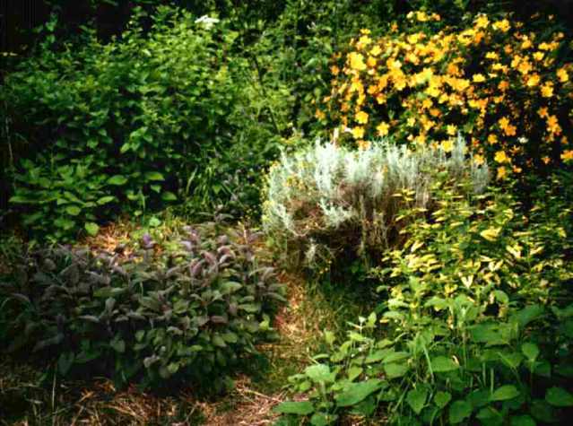 herbs