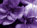 Purple Thumbnail