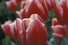 Toulips Thumbnail