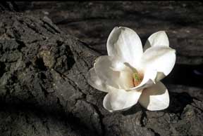White Flower