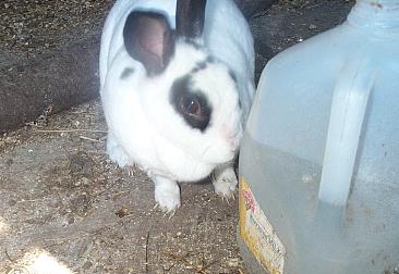 Bandit, the Family Rabbit
