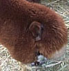 brown alpaca