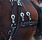 brown horse