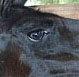 dark brown llama