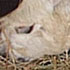Alpaca (2)