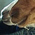 alpaca (3)