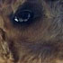 alpaca (5)