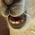 alpaca (6)
