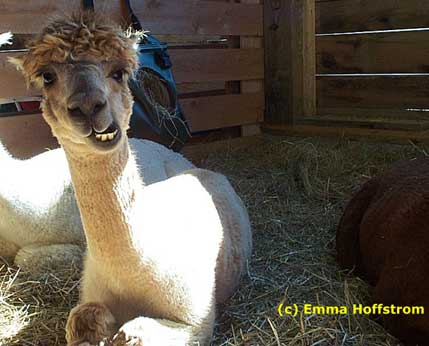 an alpaca