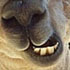 alpaca (8)