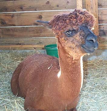 an alpaca