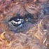 alpaca (9)