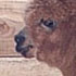 brown alpacas (2)