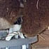 brown alpacas (3)