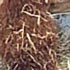 brown alpacas