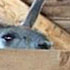 llama