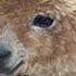 light brown alpaca