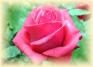 Icone_rosa