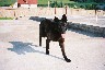 Blackie