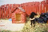 Blackie with new house