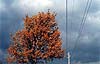 Fotograf�a bodeg�n, fotografia naturaleza, fotografia flores, fotografia experimental.