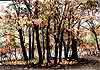 Fotograf�a bodeg�n, fotografia naturaleza, fotografia flores, fotografia experimental.