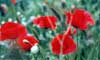 Fotograf�a bodeg�n, fotografia naturaleza, fotografia flores, fotografia experimental.