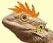 lizardcheveux.gif (11316 octets)