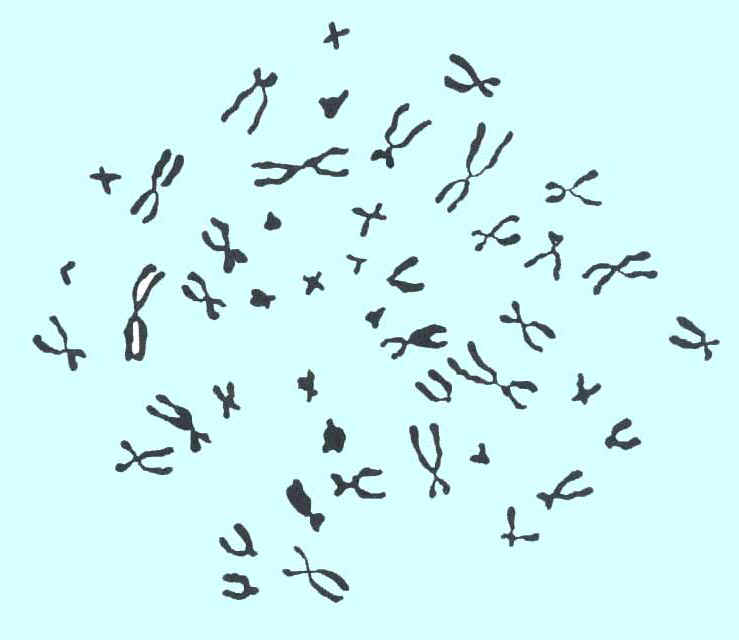 Chromos.jpg (28927 bytes)