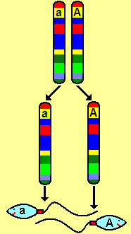 Segregation of alleles