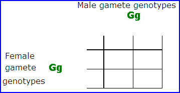 Punnett square showing how to put in gamete genotypes