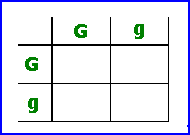 Punnett square showing how to put in first symbol of each offspring genotype