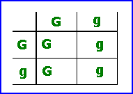 Third Punnett square showing how to finish genotypes