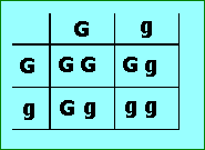 Punnett square showing phenotypes when you put the cursor on it