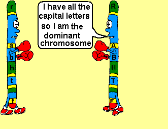 homologous pair