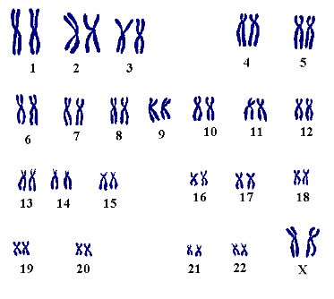 Female chromosomes
