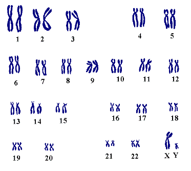 Male chromosomes