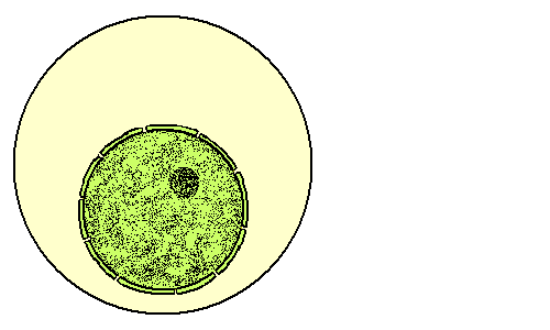 Image result for mitosis animation