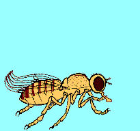 A sepia-eyed Drosophila expresses annoyance at being the result of H.J. Muller's genetic experiment with X-rays
