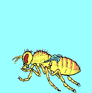 A yellow bodied Drosophila is very perturbed with its multiple mutations.
