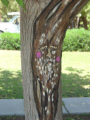 Tree Spirit