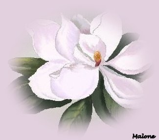 magnolia