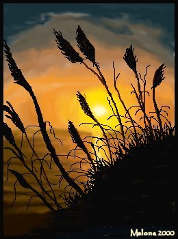 marshgrass