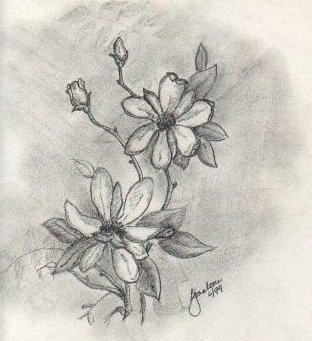 magnolias