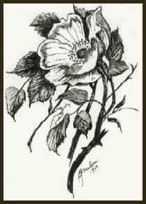 peony