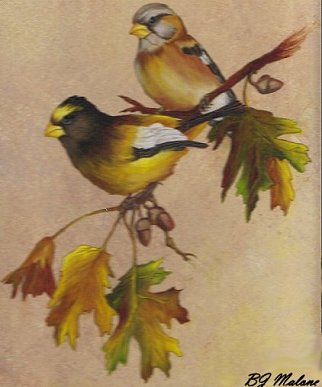 grosbeak