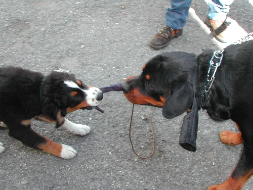 Kobi and Eros (gentle Rottweiler) play tug of war - early September 2002