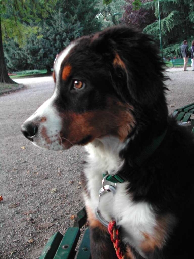 Kobi at a dog park in Milano in late September 2002